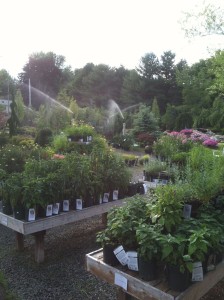 Nursery, Plantings, Patios, design, Scovills landscape, landscape design, landscaping, landscapes, landscape patio design